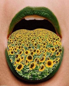 Create meme: Plant, field of sunflowers, sunflower