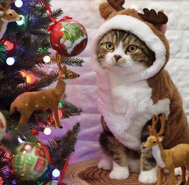 Create meme: Christmas cats, cat , Christmas cat 
