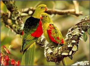 Create meme: kuşlar, parrot, love birds