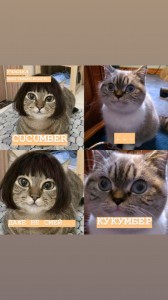 Создать мем: Кошка, мемы с котиками, котики