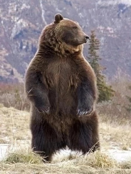 Создать мем: медведь гризли самка, большой бурый медведь, аляскинский бурый медведь