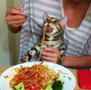 Create meme: cat eating spaghetti, meme cat fed pasta, the cat and the spaghetti