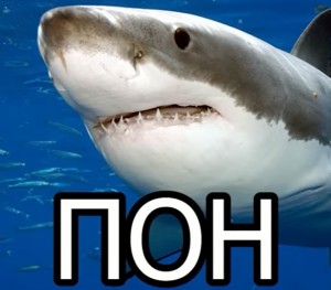 Create meme: shark Stingray, shark