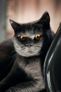 Создать мем: кот серый, злая кошка, хитрый кот