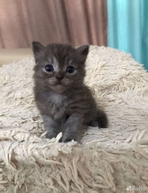 Create meme: grey kitten , kittens of the British breed, kitties 