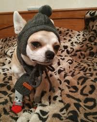 Create meme: chihuahua, dog , cool profile cap for chihuahua