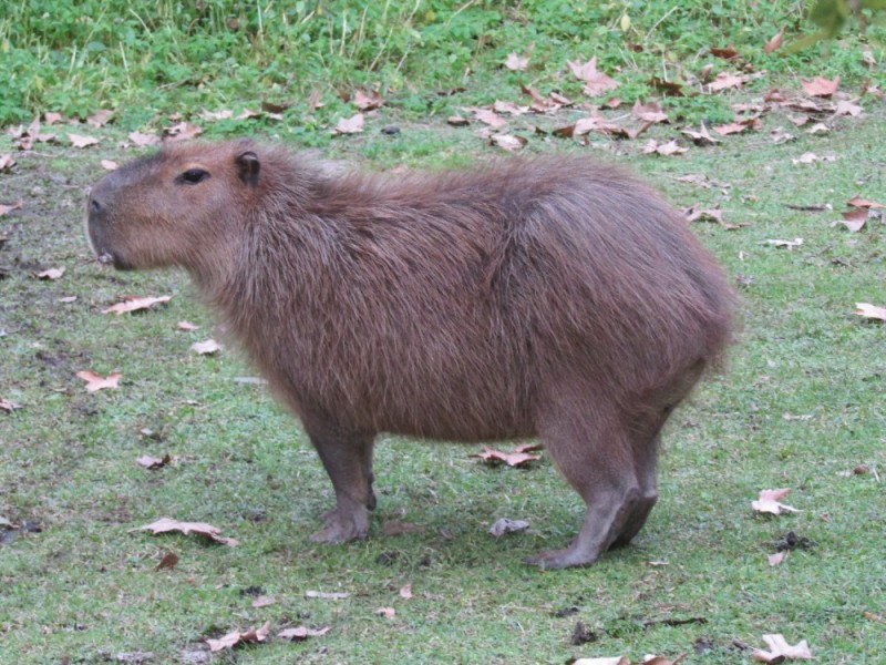 Create meme: adult capybara, capybara animal, rodent capybara