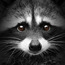 Create meme: cute raccoons, enotik, raccoon