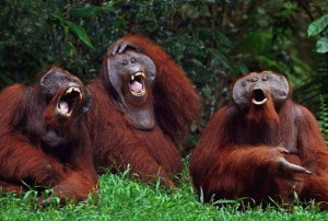 Create meme: orangutan male, bernaski orangutan, yawning orangutan