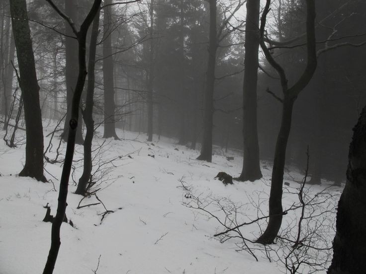 Create meme: snow nature, dark forest in winter, snow forest