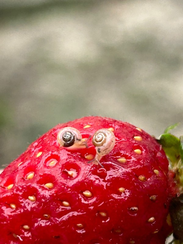 Create meme: strawberry macro, fresh strawberries , strawberry 