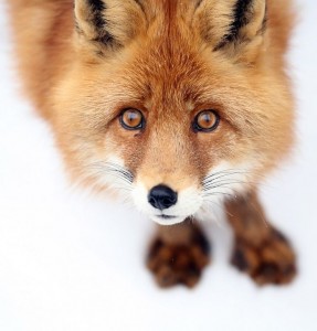 Create meme: Fox photos. png, beautiful muzzle of a Fox on a white background, the Wallpaper Fox