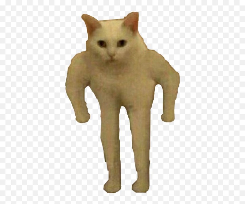 Create meme: cat meme, cat meme on transparent background, cat with hands