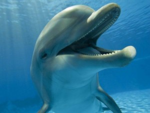Create meme: animal, su altı, whales and dolphins