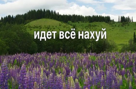 Create meme: meadows of the Perm region, plants of the Perm region, lupine field