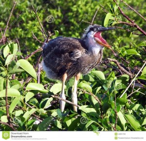 Create meme: amaurornis phoenicurus, solar Heron, birds karolinskogo reserve