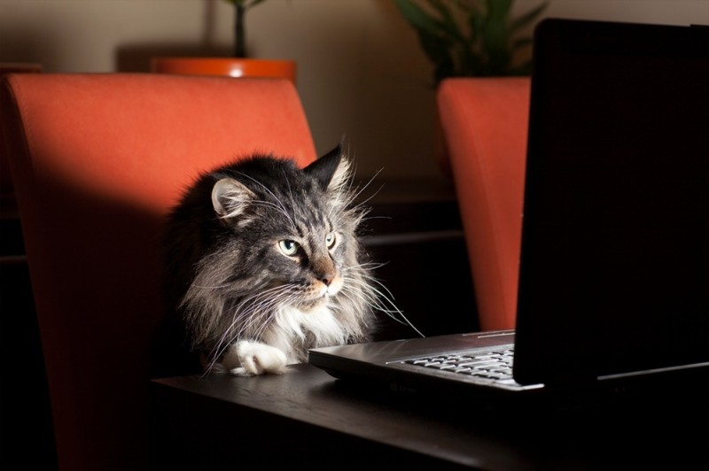 Создать мем: котик за ноутбуком, кот за ноутом, кот с ноутбуком