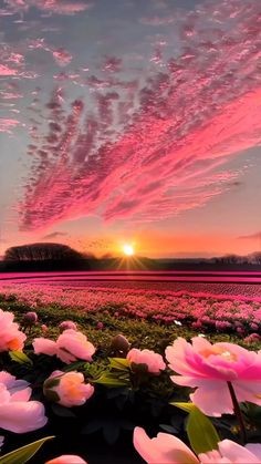 Create meme: peonies field, nature , sunset flowers