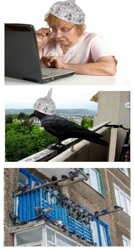 Создать мем: ворона птица, птица сокол, голубятня на балконе