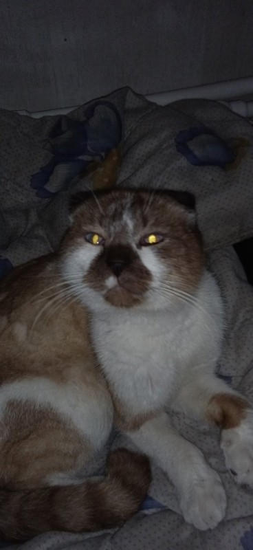 Create meme: lop - eared cat, Scottish fold , British cat 