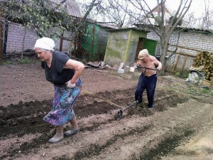 Создать мем: пенсионеры в огороде, растение, женщина копает огород