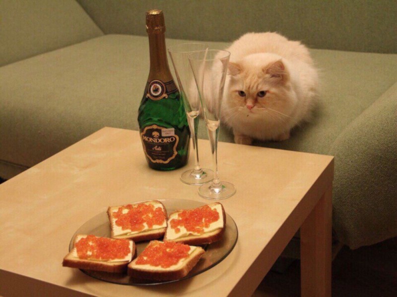 Create meme: cat with caviar and champagne, cat at the table , cat and caviar sandwiches