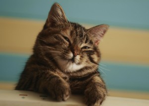 Create meme: cat pictures, cute cats, seals