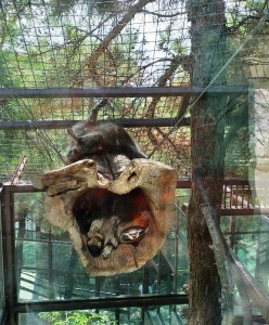 Создать мем: животные зоопарка, ленивец в московском зоопарке, ленинградский зоопарк вольеры обезьян
