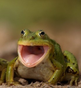 Создать мем: зеленая лягушка, жаба с открытым ртом, ква ква лягушка