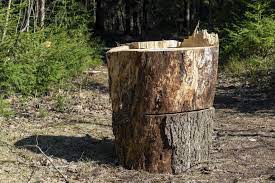 Create meme: stump, the stump of a tree