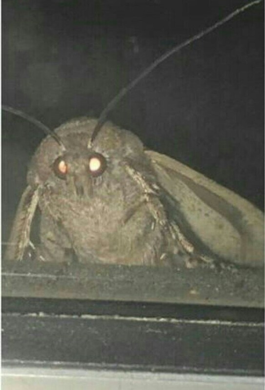 Создать мем: moth meme, moth, moth lamp