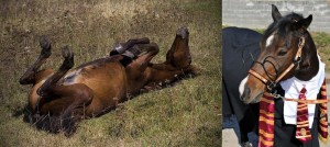 Создать мем: лежащая лошадь, лошадь, уставшая лошадь