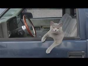 Создать мем: смешные коты за рулем, кошка в машине, кот в машине