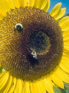 Create meme: sunflower, sunflower, flowers sunflowers