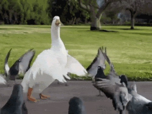 Create meme: animated gifs, the goose is dancing, goose 