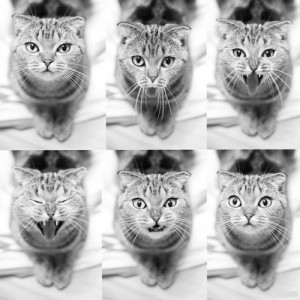 Create meme: Different mood kitty