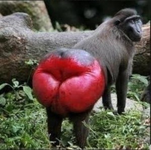 Create meme: monkey with red ass