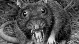 Create meme: Animal, rat killer, rat