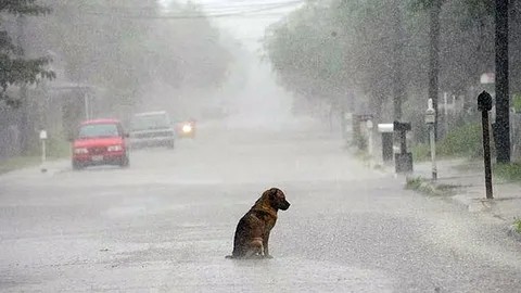 Создать мем: под дождем, собака, собака грустная