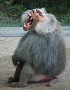 Create meme: Baboon