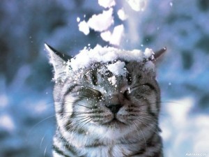 Create meme: seals, cat, the first snow