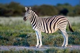 Create meme: Zebra , Burchell's zebra quagga, zebra tail