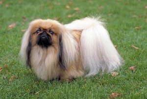 Create meme: dog Pekingese, breed Pekingese, Pekingese