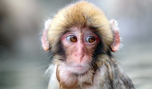 Create meme: look, sadness, mushroom monkey face