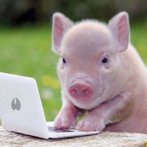 Create meme: the minipig, piglets mini piggies