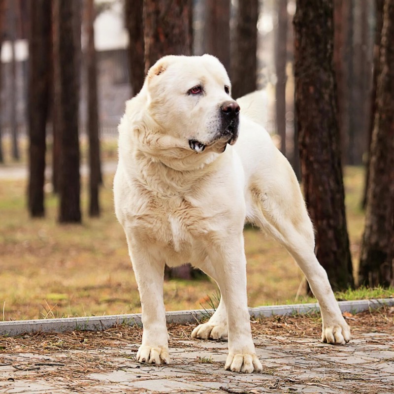 Create meme: dog Central Asian shepherd, dog Alabai, breed Alabai 