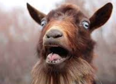 Create meme: goat, funny goats, goat 