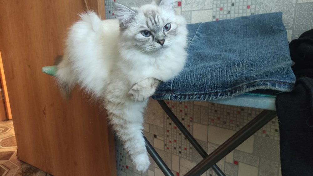 Create meme: the Neva masquerade cat , the neva cat, Siberian blue point cat