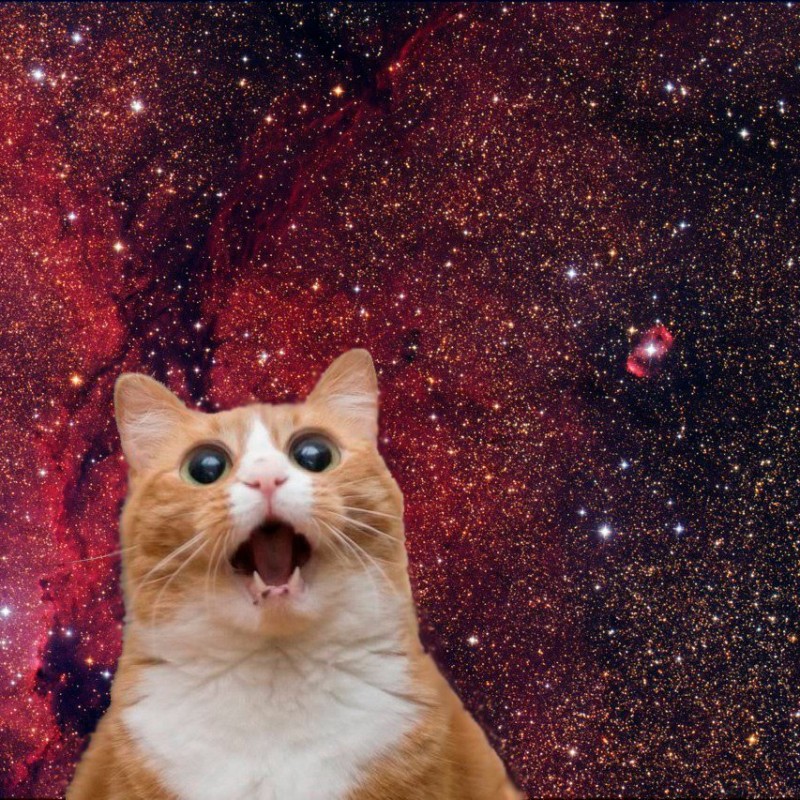 Создать мем: кошка в космосе, кот мем, упоротые коты