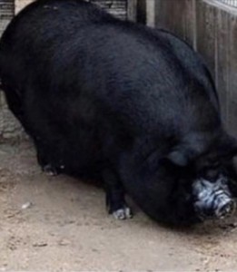 Create meme: pig large, Vietnamese pot-bellied pig